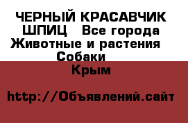 ЧЕРНЫЙ КРАСАВЧИК ШПИЦ - Все города Животные и растения » Собаки   . Крым